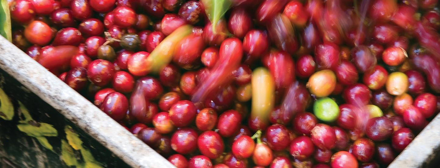 What Is Specialty Coffee? The Basics The Coffee Bean & Tea Leaf